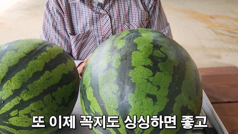 꿀수박 고르는 팁.jpg