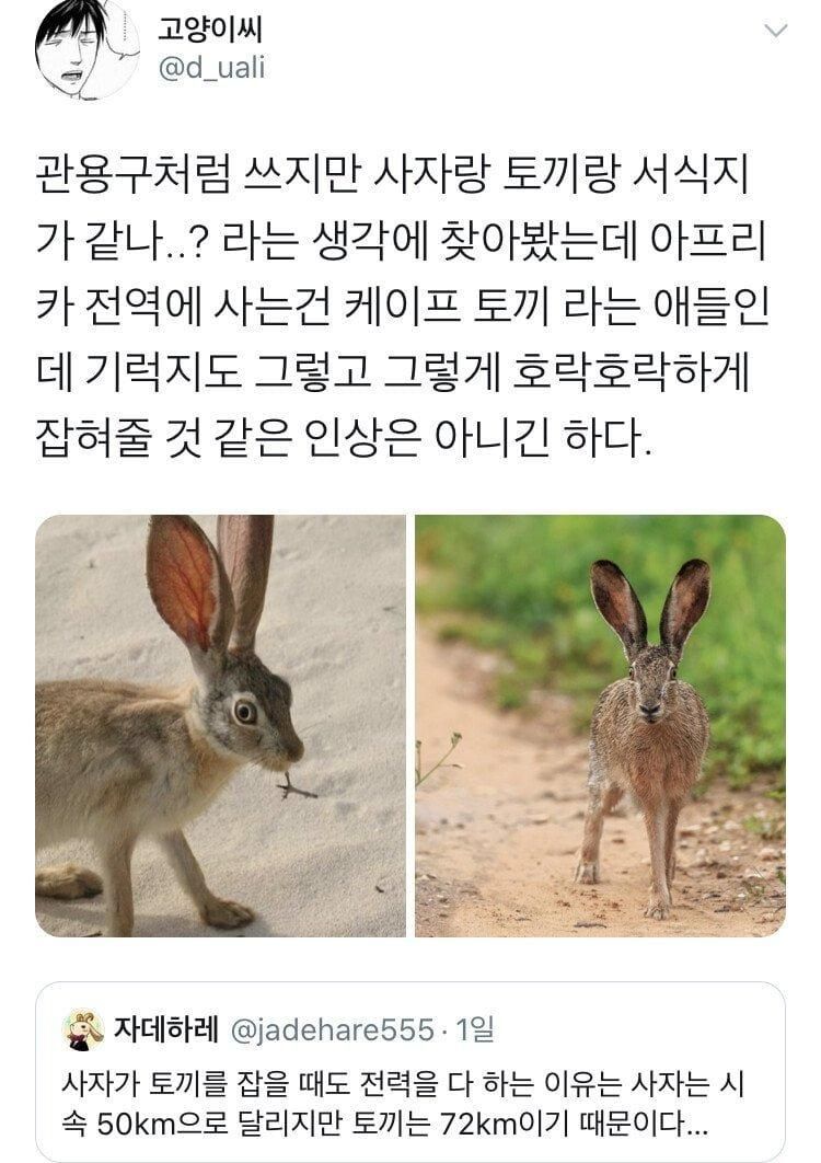 사자가 토끼를 잡을때 전력을 다하는 이유.jpg