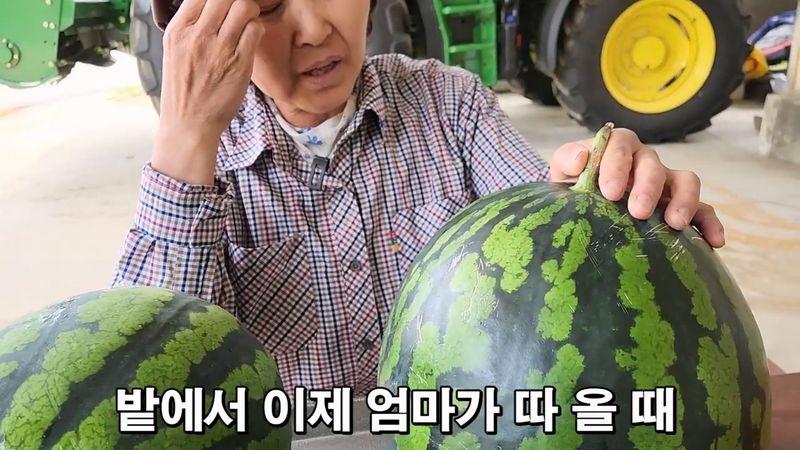 꿀수박 고르는 팁.jpg