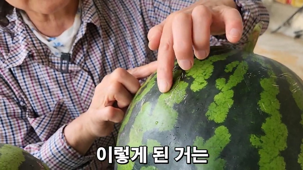 꿀수박 고르는 팁.jpg