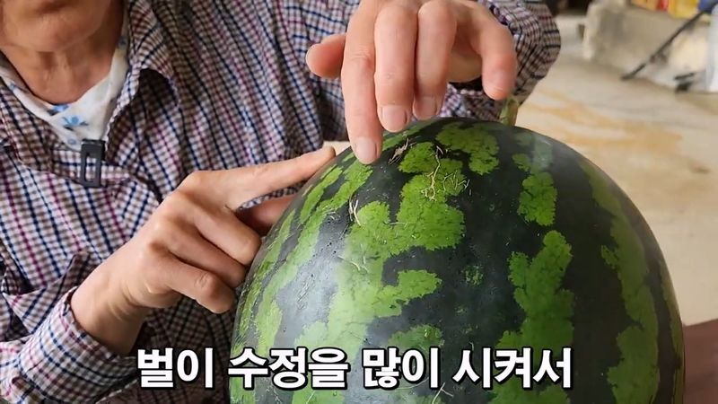 꿀수박 고르는 팁.jpg