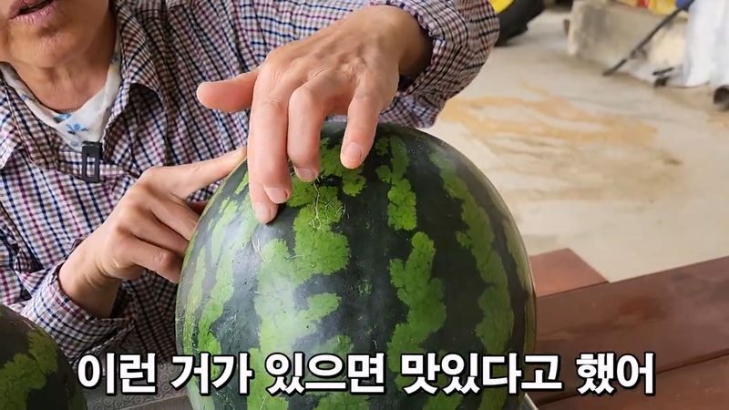 꿀수박 고르는 팁.jpg