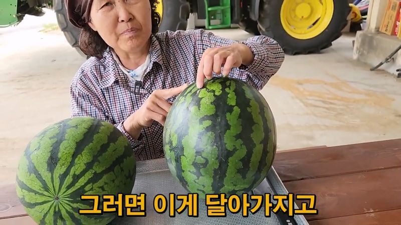 꿀수박 고르는 팁.jpg