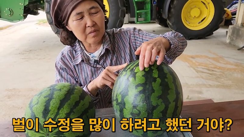꿀수박 고르는 팁.jpg