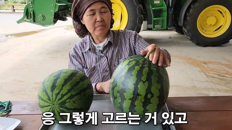 꿀수박 고르는 팁.jpg