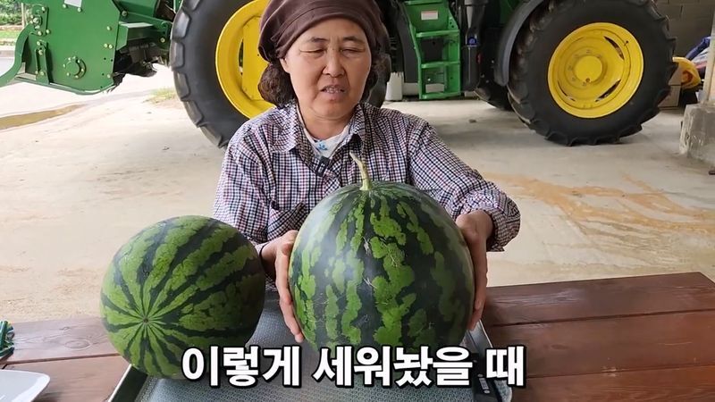 꿀수박 고르는 팁.jpg