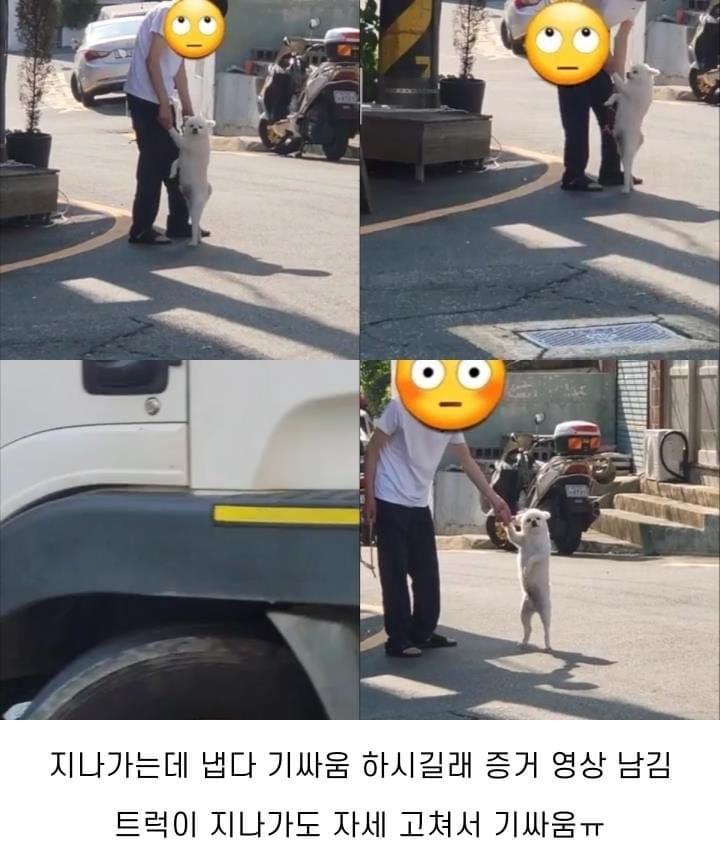 출근길 포메한테 기싸움 당함...;;