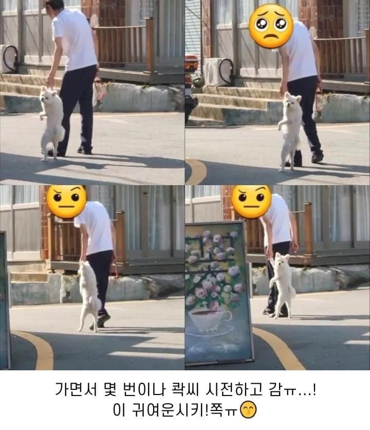 출근길 포메한테 기싸움 당함...;;