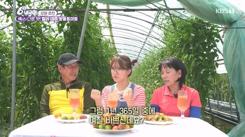 6시 내고향 거짓말 못하는 토마토농장 아버님