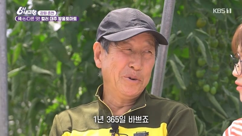 6시 내고향 거짓말 못하는 토마토농장 아버님