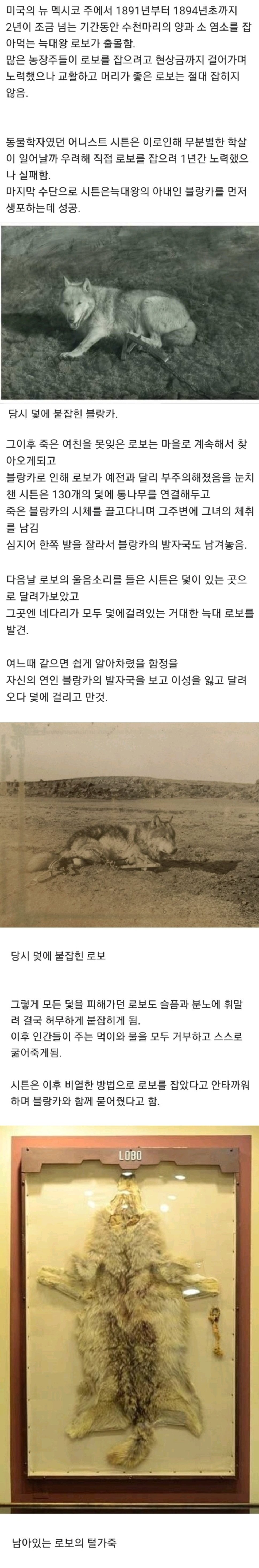 사랑때문에 최후를 맞은 유명한 동물