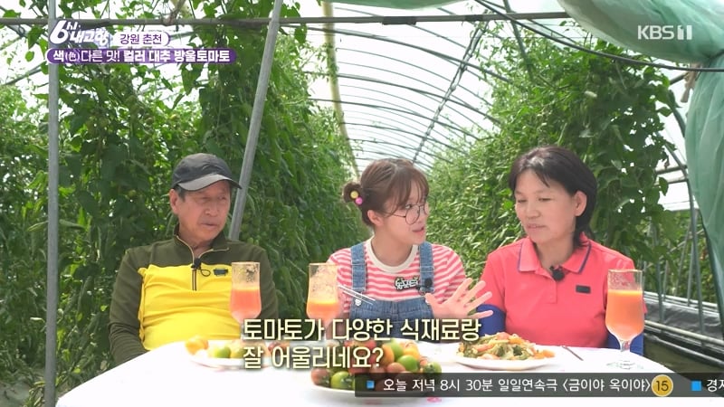 6시 내고향 거짓말 못하는 토마토농장 아버님