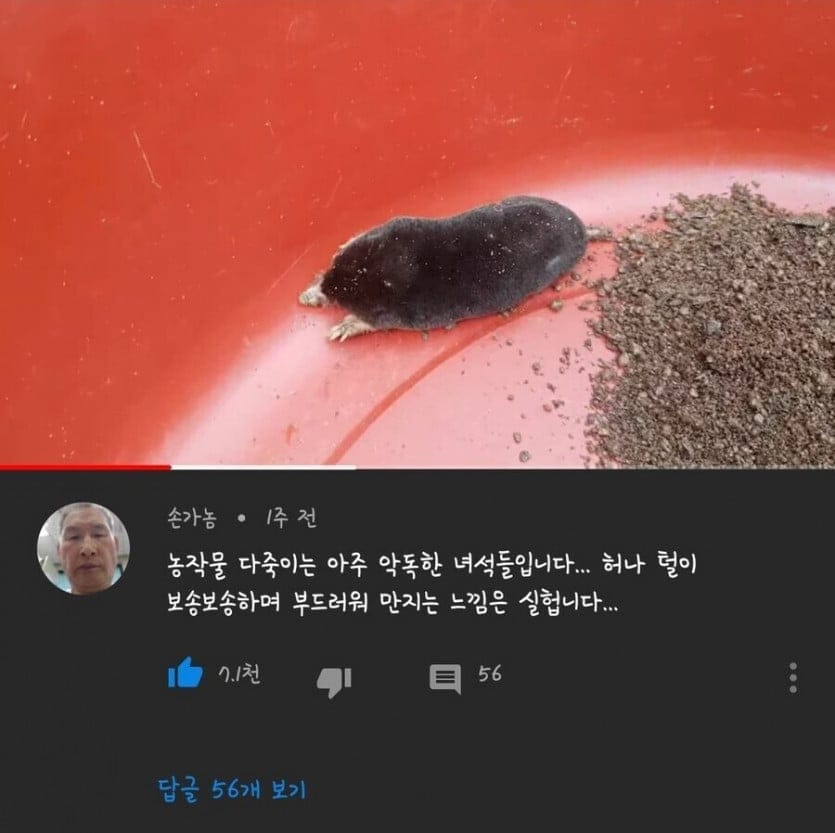 어느 할아버지의 두더지 영상 리뷰