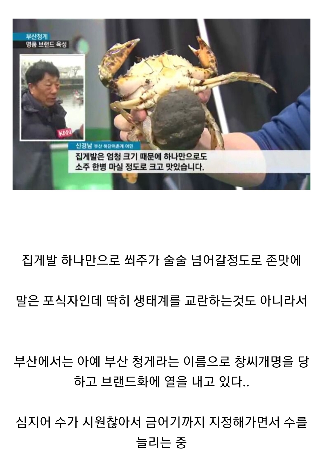 생태계 교란종 근황