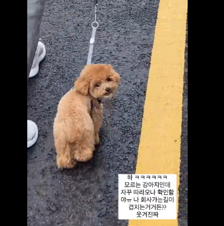 아니 회사가는 방향인데 처음보는 강쥐가 자꾸 스토커 취급함.twt