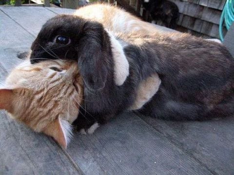 고양이와 토끼가 친한 이유