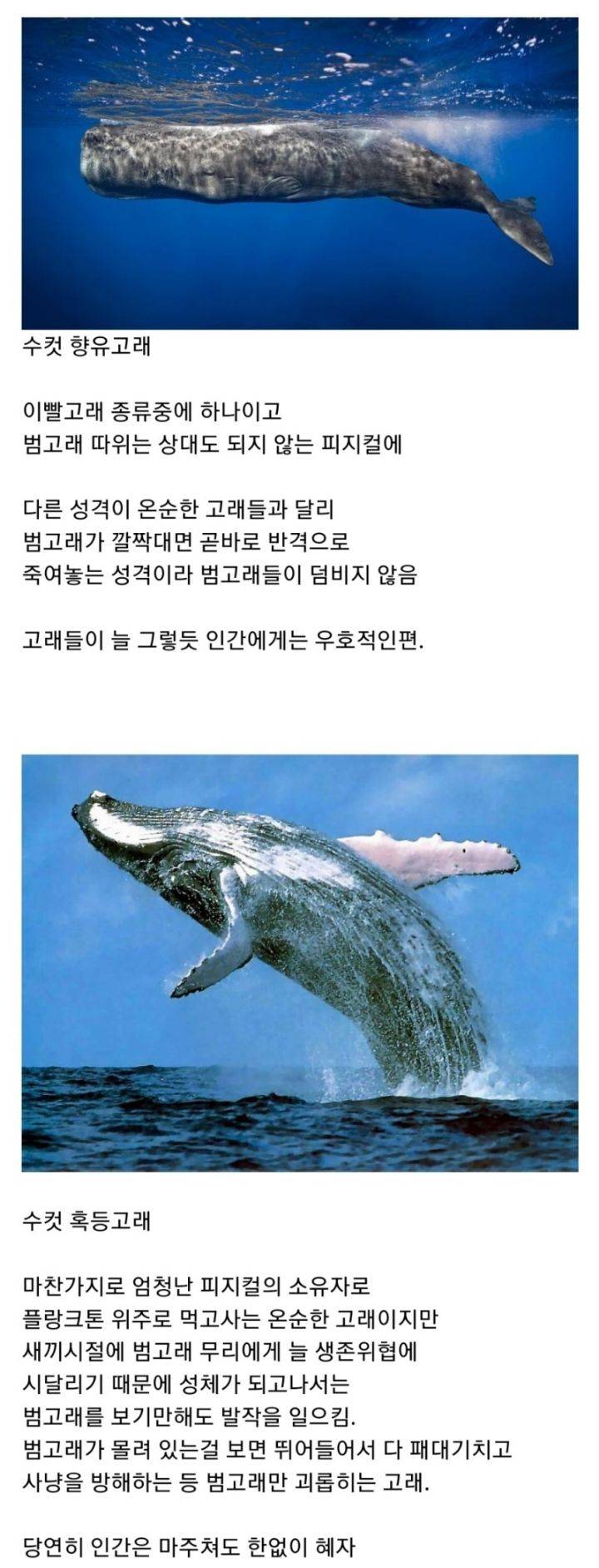범고래 보다도 강하다는 해양생물