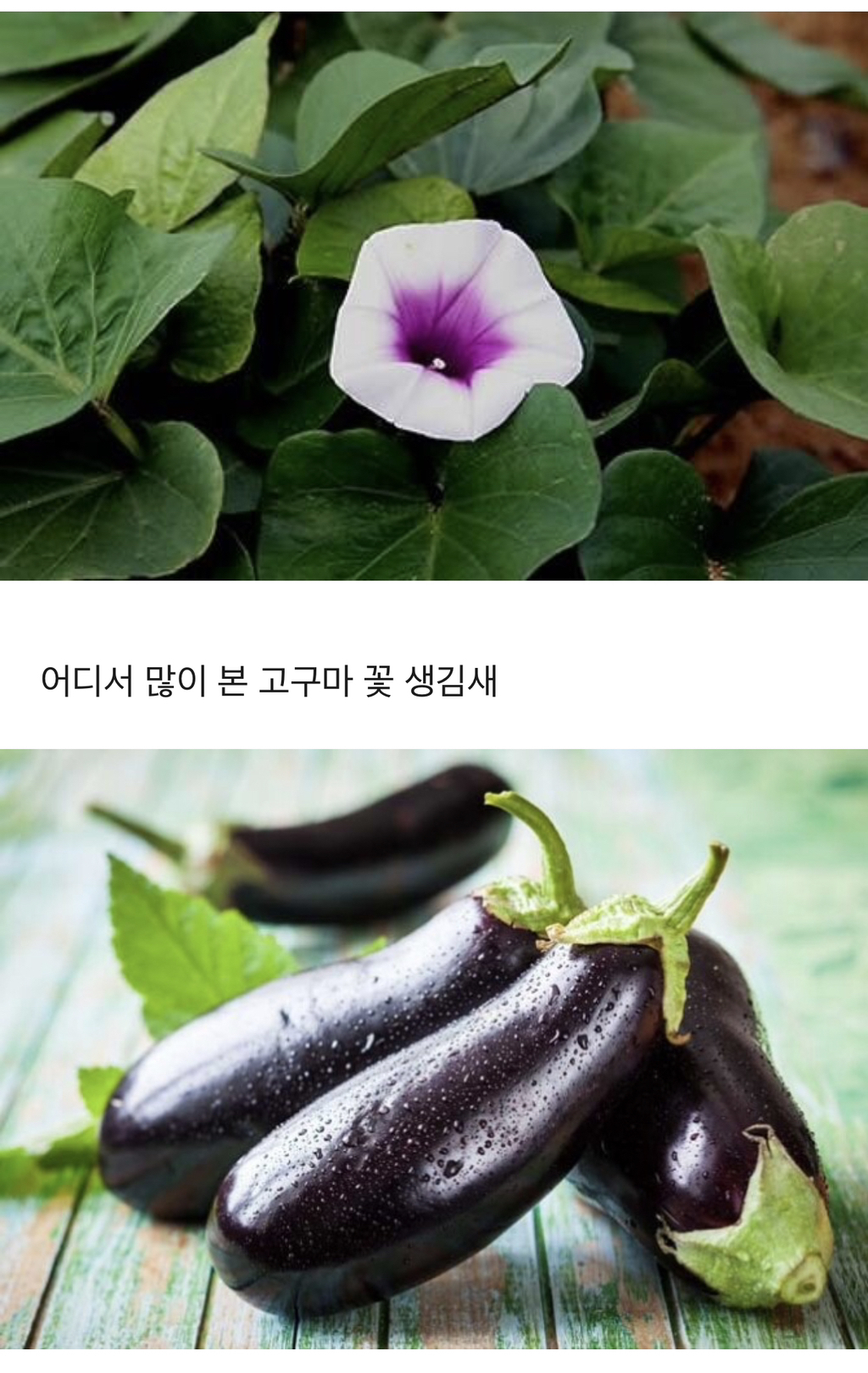 의외로 사촌지간인 채소 과일