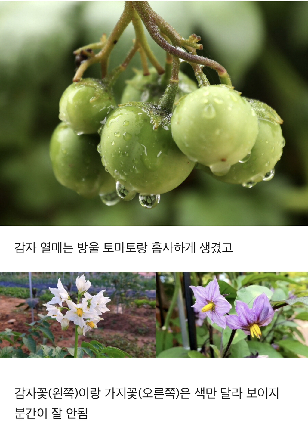 의외로 사촌지간인 채소 과일