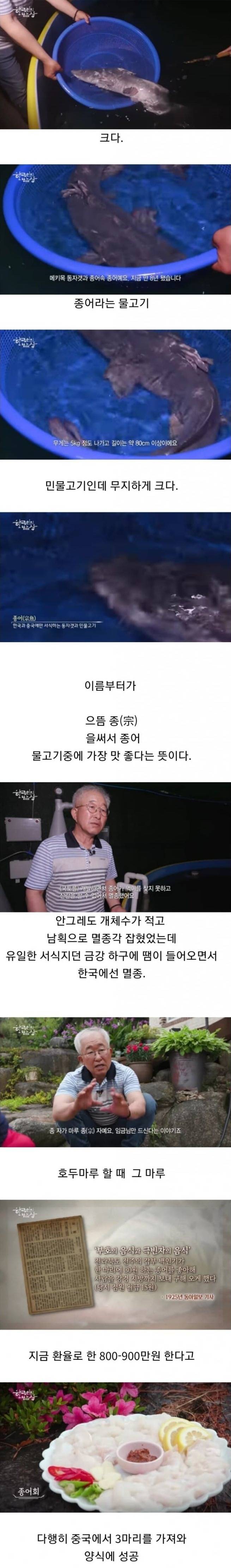 한국에서 멸종했던 임금님 드시던 물고기