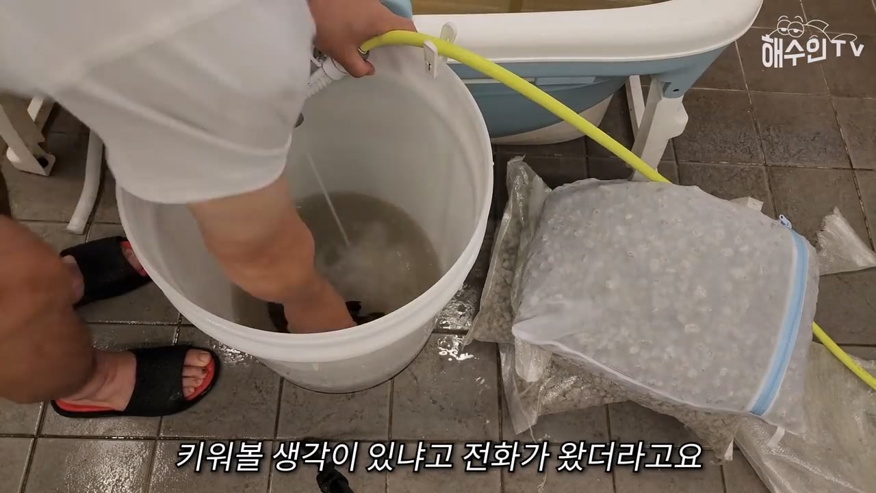 대형 갑오징어는 절대 집에서 키우면 안 되는 이유