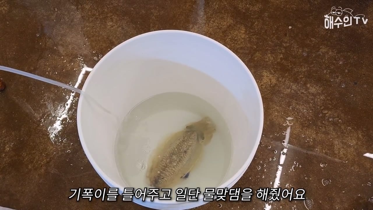 대형 갑오징어는 절대 집에서 키우면 안 되는 이유