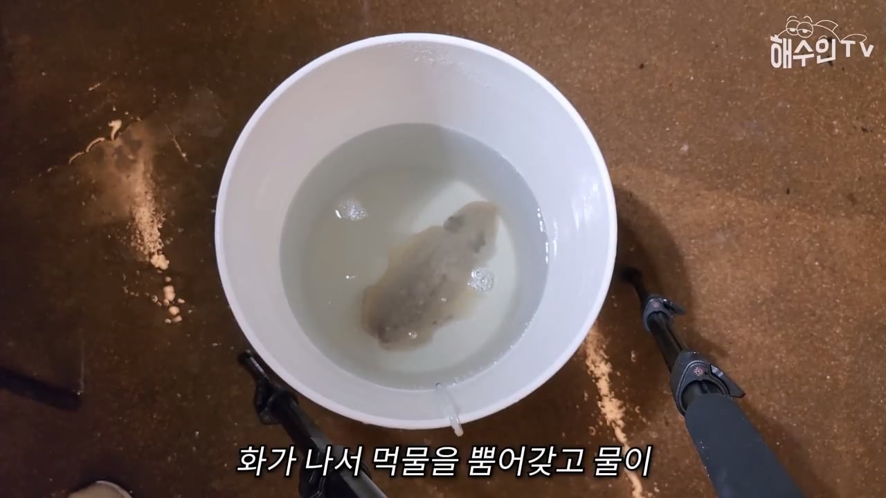 대형 갑오징어는 절대 집에서 키우면 안 되는 이유