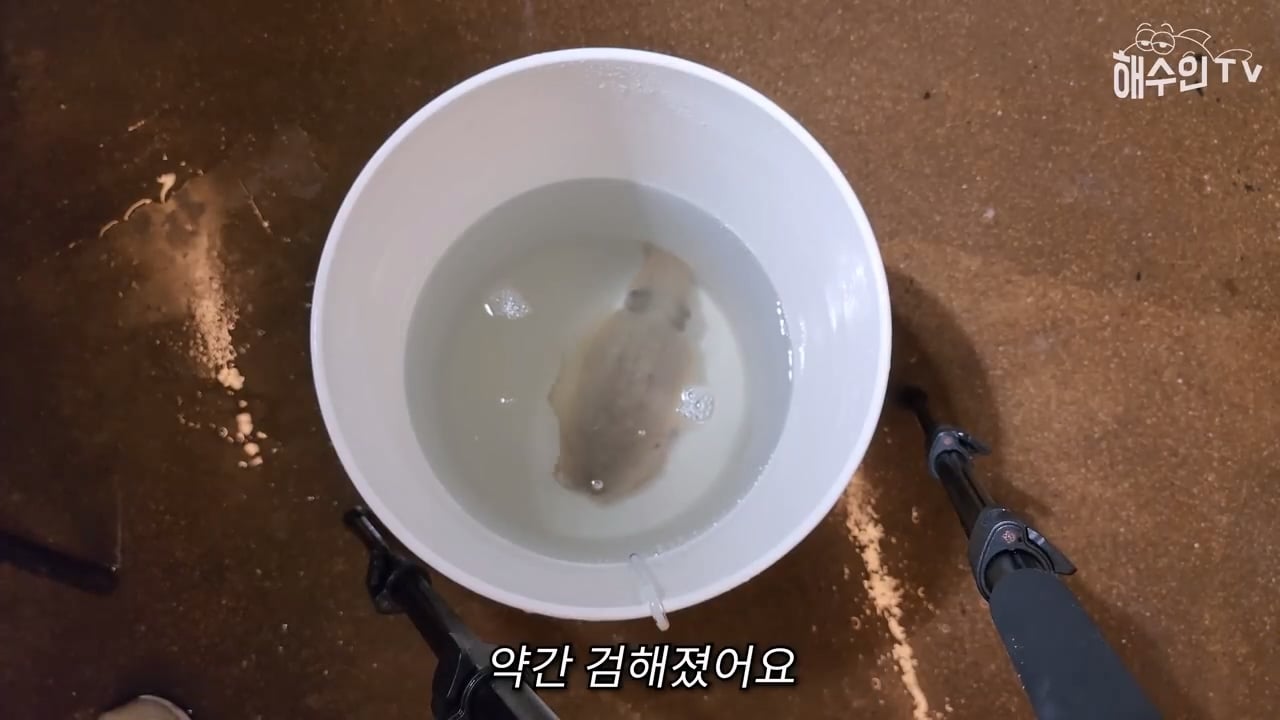 대형 갑오징어는 절대 집에서 키우면 안 되는 이유