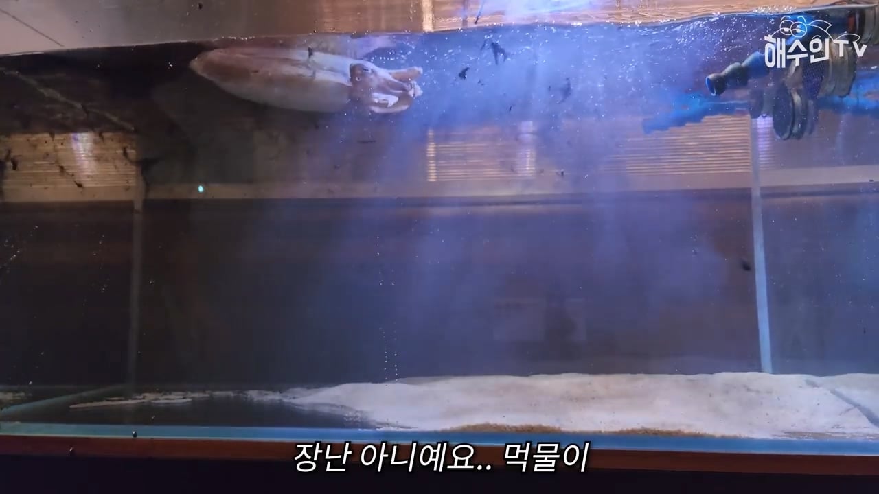 대형 갑오징어는 절대 집에서 키우면 안 되는 이유