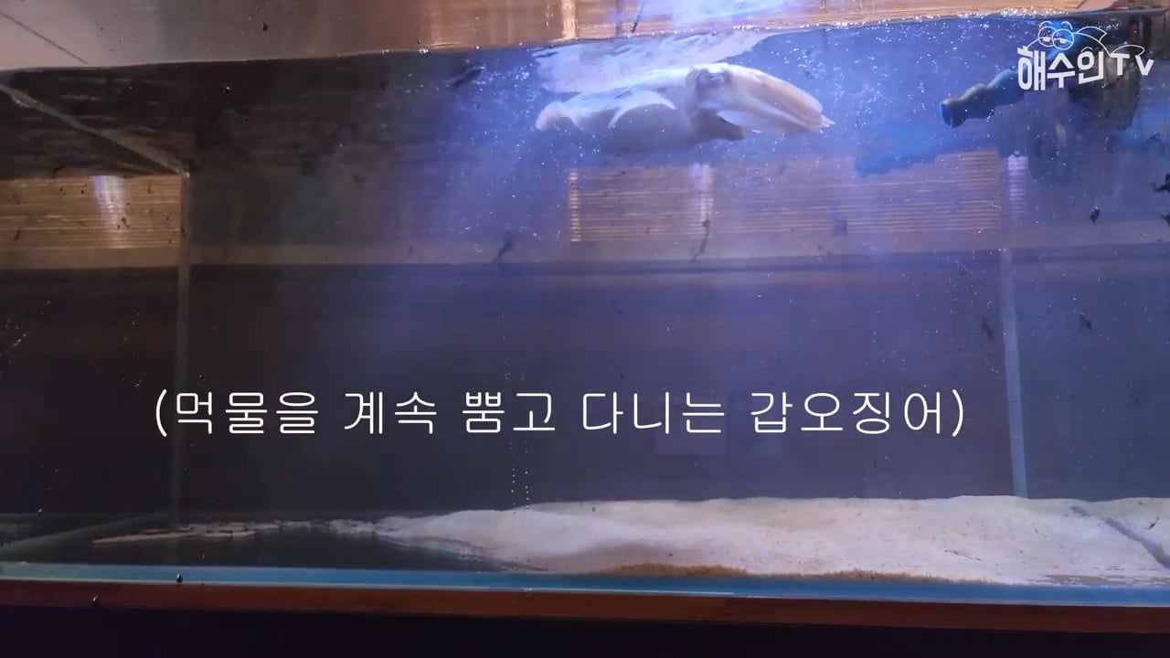 대형 갑오징어는 절대 집에서 키우면 안 되는 이유