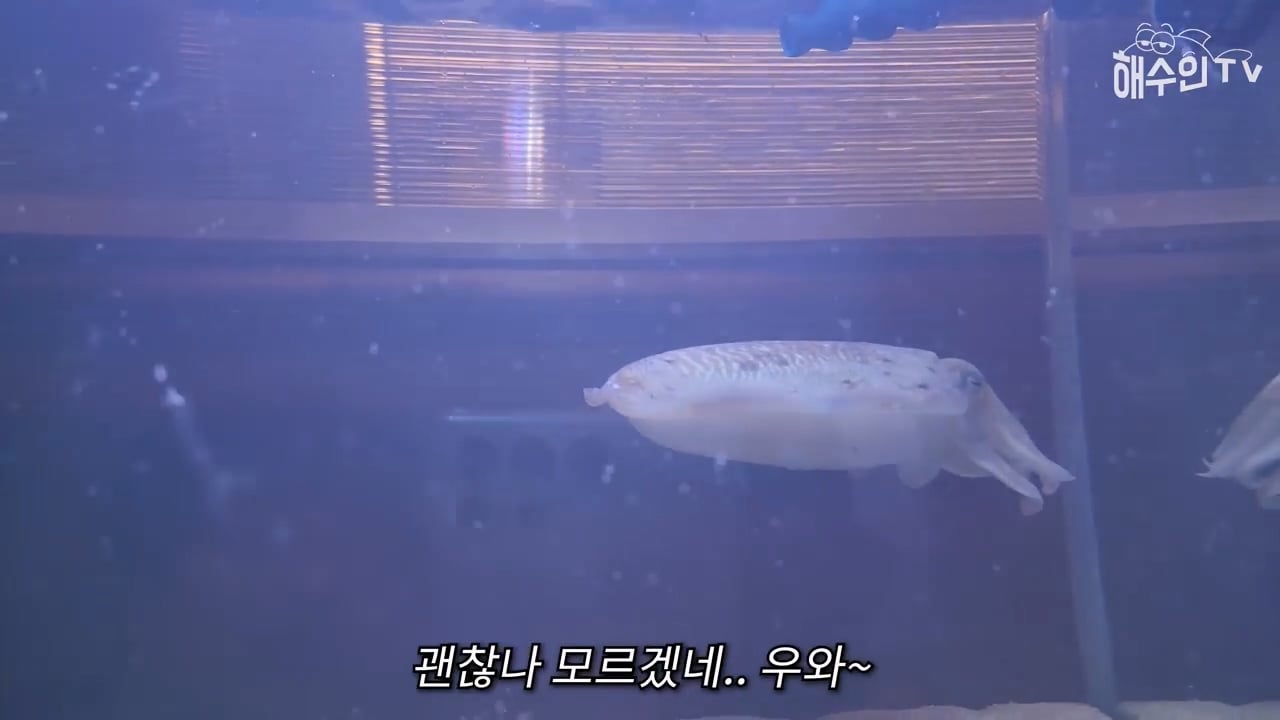대형 갑오징어는 절대 집에서 키우면 안 되는 이유