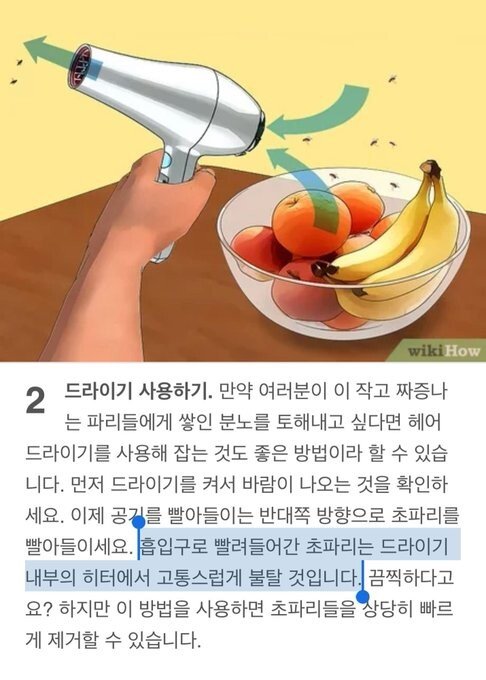 초파리 죽이는 방법.