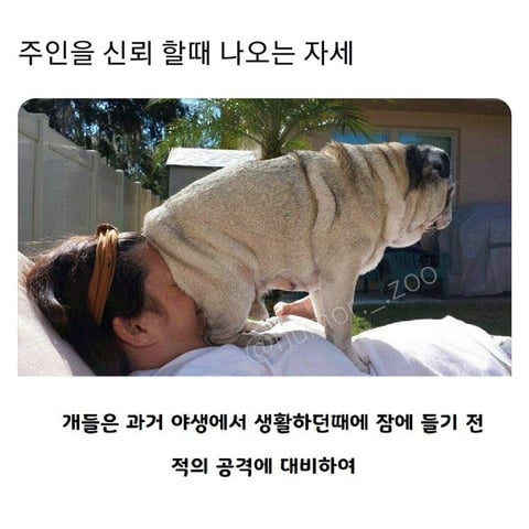 주인을 신뢰할 때 나오는 강아지지 자세