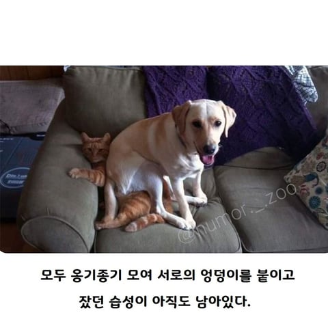 주인을 신뢰할 때 나오는 강아지지 자세