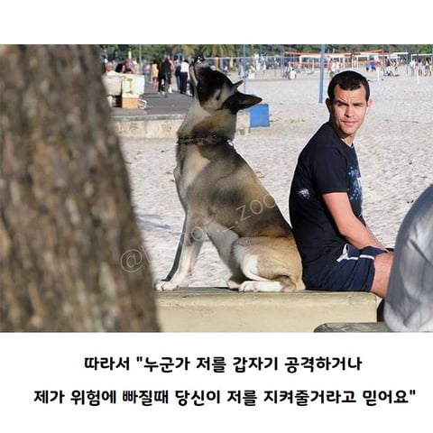 주인을 신뢰할 때 나오는 강아지지 자세