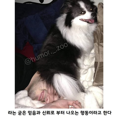 주인을 신뢰할 때 나오는 강아지지 자세