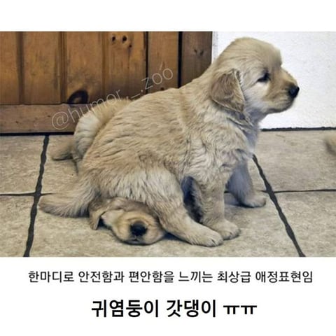 주인을 신뢰할 때 나오는 강아지지 자세