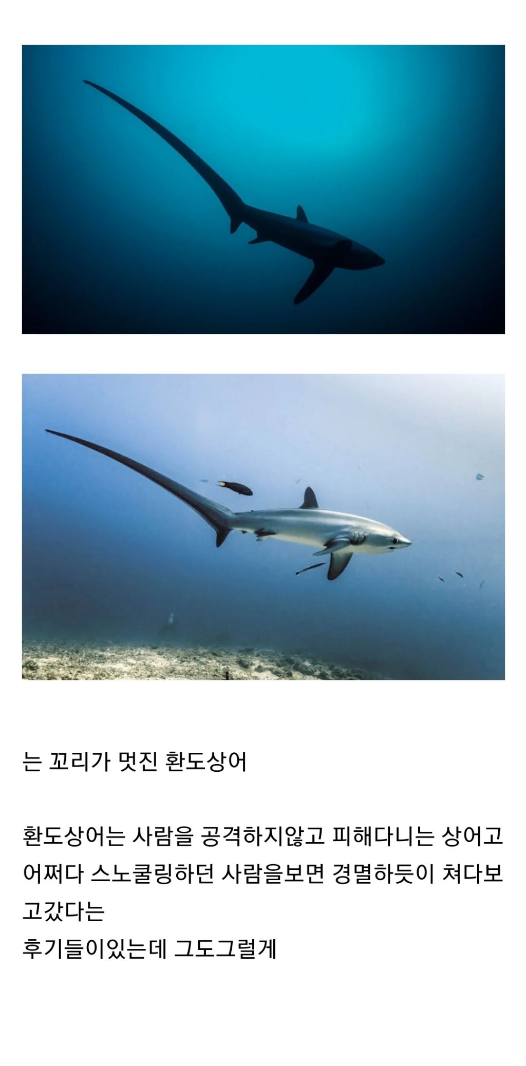 바다에서 사람을보면 경멸하듯이 쳐다보고간다는 상어