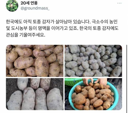 외국에서 감자 살 때 당황하는 이유