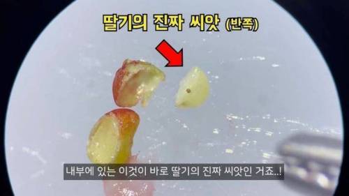 				딸기씨는 사실 딸기씨가 아님