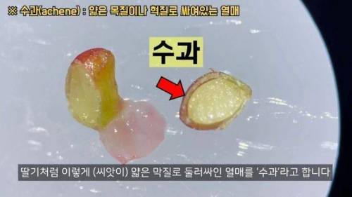 				딸기씨는 사실 딸기씨가 아님