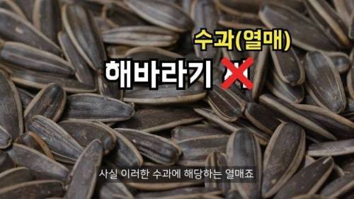 				딸기씨는 사실 딸기씨가 아님