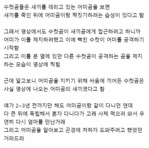 위험에 빠진 어미곰을 구해준 효자곰