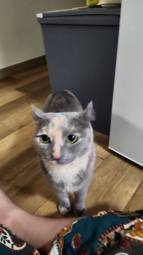 				고양이 키우는 집 컴퓨터 본체 상태