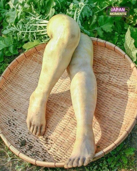 일본에서 수확한 광기 넘치는 무.leg
