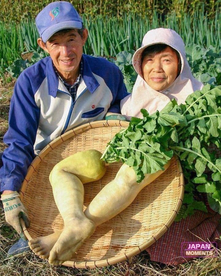 일본에서 수확한 광기 넘치는 무.leg