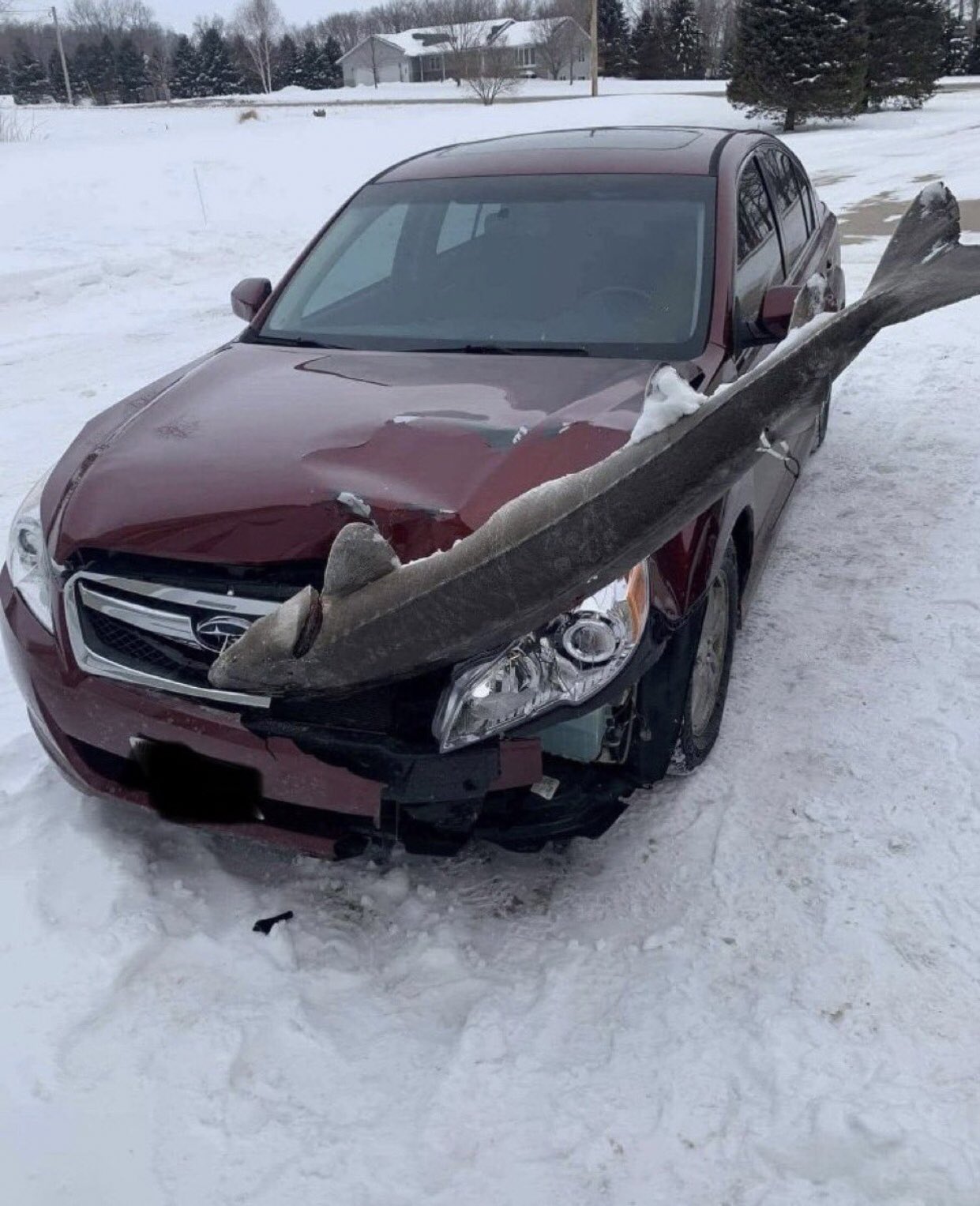 알래스카에서 철갑 상어와 자동차가 정면 충돌하는 사고 발생