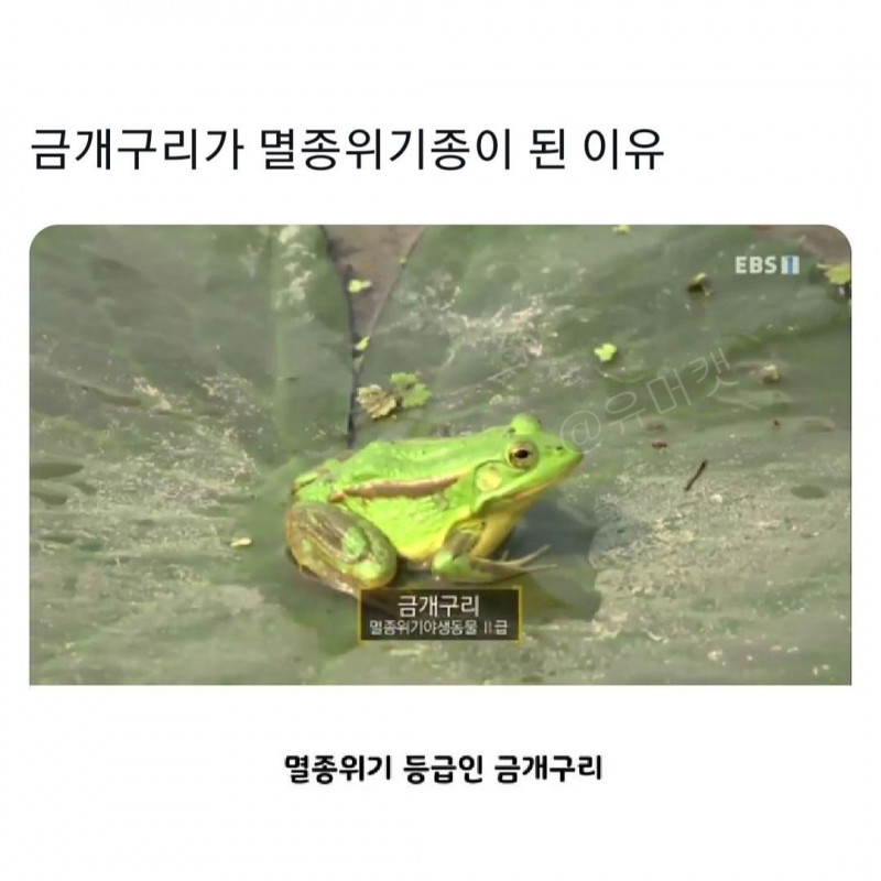 이새키들은 어떻게 여태 살아남았지?