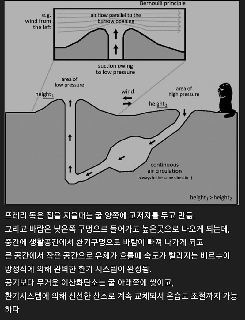 베르누이 방정식을 이해한 천재동물