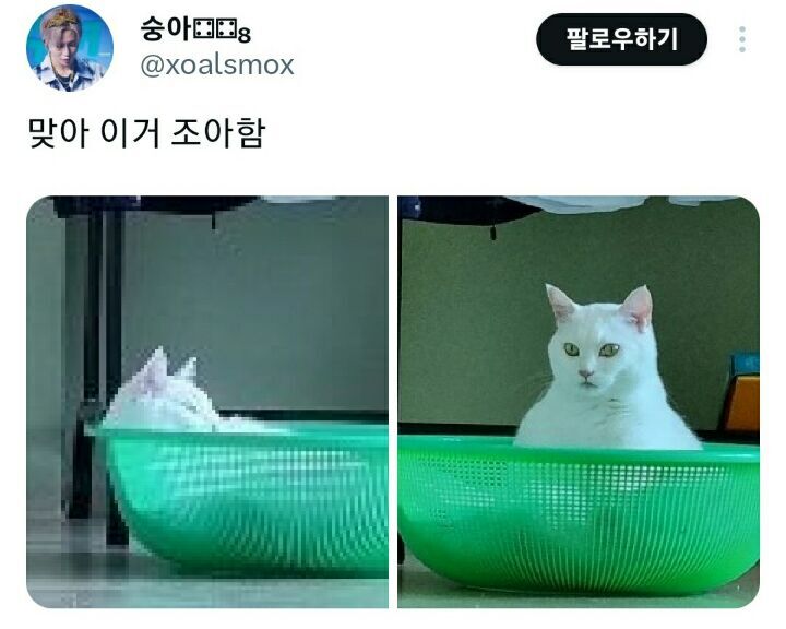 의외로 고양이가 좋아한다는 물건